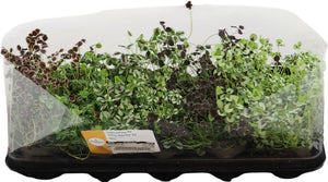 White Clover (Trifolium repens) – 12cm Pot