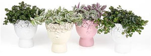 Mixed Face Planter Arrangement – 11cm Pot