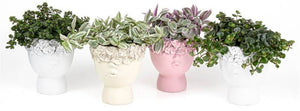 Mixed Face Planter Arrangement – 11cm Pot