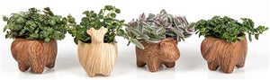 Mixed Garden Plant Arrangement – 10cm Pot
