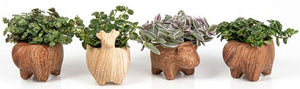 Mixed Garden Plant Arrangement – 10cm Pot