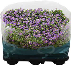 Persian Violet (Exacum affine) – 11cm Pot