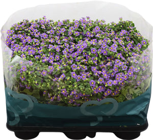 Persian Violet (Exacum affine) – 11cm Pot