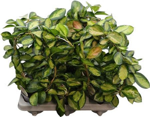 Hoya Carnosa Tricolour – 12cm Pot