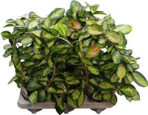 Hoya Carnosa Tricolour – 12cm Pot