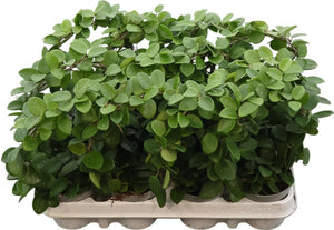 Hoya serpens Hanging Houseplant – 9cm Pot