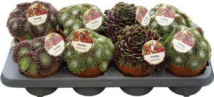 Mixed Terracotta Cut Flowers – 8 Stems