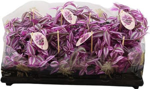 Pink Paradise Tradescantia – 12cm Pot