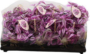 Pink Paradise Tradescantia – 12cm Pot