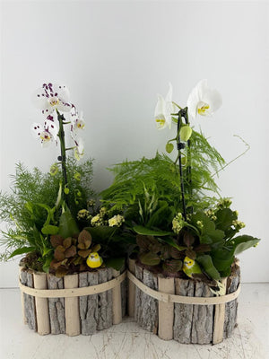 Oval Beechwood Mixed-Colour Arrangement