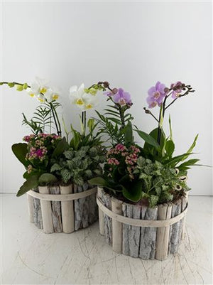 Round Beechwood Mixed-Colour Arrangement