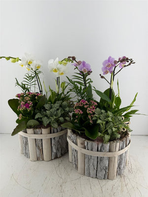 Round Beechwood Mixed-Colour Arrangement