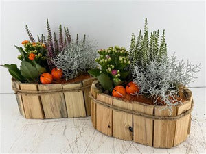 Mixed Colour Oval Wooden Plant Arrangement