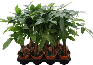 Money Tree (Pachira aquatica) – 14cm Pot
