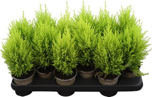 Cupressus macrocarpa ‘Wilma’ Lemon Cypress – 10.5cm Pot