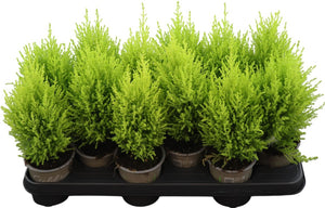 Cupressus macrocarpa ‘Wilma’ Lemon Cypress – 10.5cm Pot