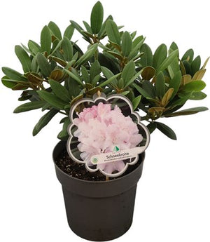 Rhododendron ‘Ya Schneekrone’ – 22cm Pot