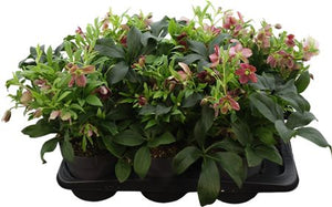 Purple Helleborus ‘Celestina’ – 17cm Pot
