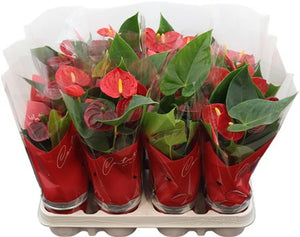 Red Anthurium 'Toreador' – 9cm Pot, 27cm High