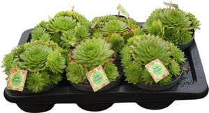 Sempervivum Houseleek – 17cm Pot