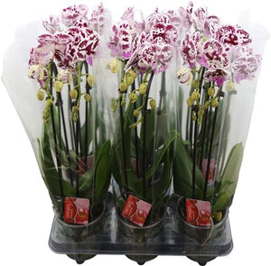 Purple Spotted Phalaenopsis Orchid – 12cm Pot