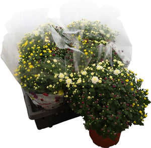 Mixed Chrysanthemum ‘Carnival’ – 19cm Pot