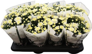White Chrysanthemum ‘Homerun’ – 14cm Pot