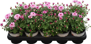 Pink Chrysanthemum (Chrysanthemum indicum) – 12cm Pot