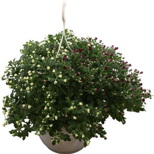 Mixed Chrysanthemum Garden Plant – 25cm Pot