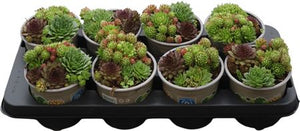 Mixed Sempervivum Houseleeks – 13cm Pot