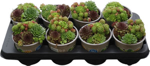 Mixed Sempervivum Houseleeks – 13cm Pot