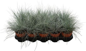 Blue Fescue Grass (Festuca glauca) – 12cm Pot