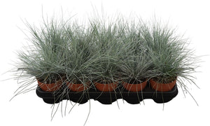 Blue Fescue Grass (Festuca glauca) – 12cm Pot