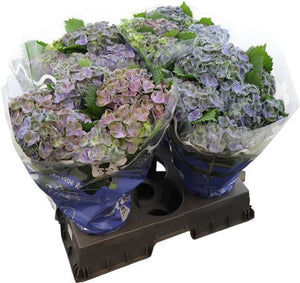 Hydrangea macrophylla ‘Gemini’ – 14cm Pot