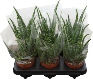 Aloe Vera Plant – 12cm Pot, Approx. 27cm High