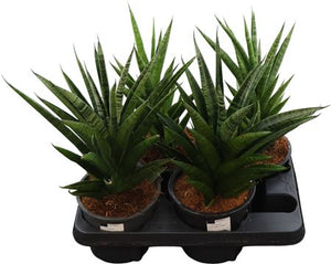 Cylindrical Snake Plant (Sansevieria cylindrica) – 14cm Pot