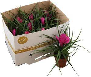 Tillandsia cyanea 'Josee' – 10.5cm Pot