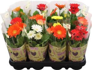 Mixed Gerbera Houseplant – 9cm Pot, 25cm High