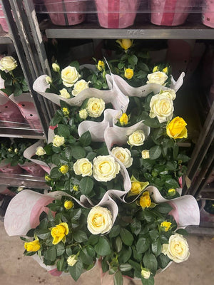 Mixed Rose Houseplant – 14cm Pot