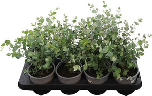 Cider Gum Eucalyptus (Eucalyptus gunnii) – 13cm Pot