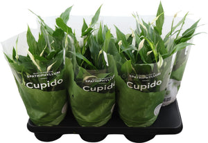 White Peace Lily (Spathiphyllum) – 15cm Pot