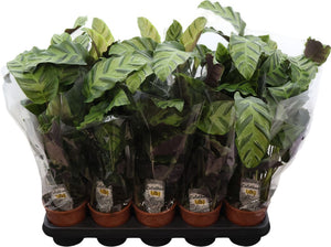 Calathea Houseplant – 12cm Pot, Approx. 50cm