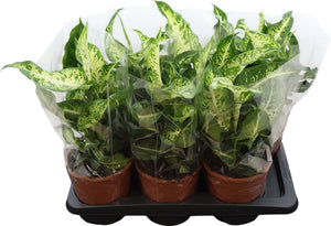 Dieffenbachia Houseplant – 17cm Pot, 45cm High