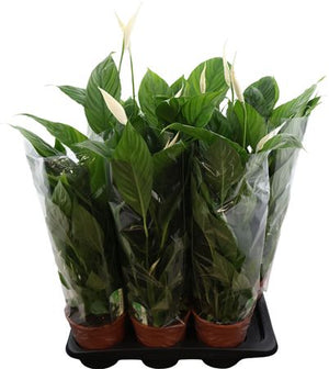 White Peace Lily (Spathiphyllum) – 17cm Pot