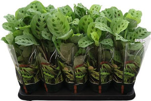 Maranta Kerchoveana Prayer Plant – 12cm Pot