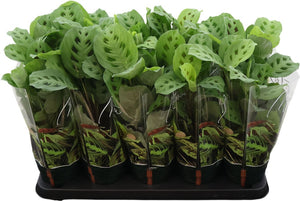 Maranta Kerchoveana Prayer Plant – 12cm Pot