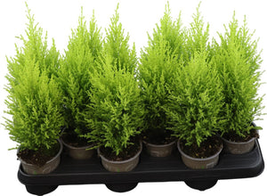 Goldcrest Cypress (Cupressus macrocarpa) – 10.5cm Pot