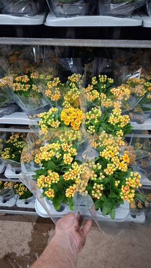 Yellow and Red Double Kalanchoe – 14cm Pot