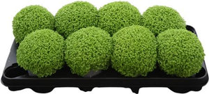 Selaginella Apoda Green Houseplant – 11cm Pot