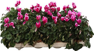 Dark Violet Small-Flowered Cyclamen (Cyclamen persicum) – 10.5cm Pot
